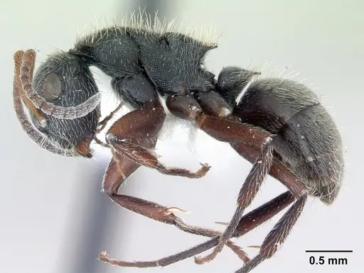 Camponotus mucronatus specimen