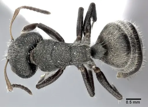 Camponotus mucronatus - CASENT0246659