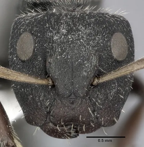 Camponotus mucronatus - CASENT0246659
