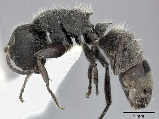 Camponotus mucronatus - CASENT0246659