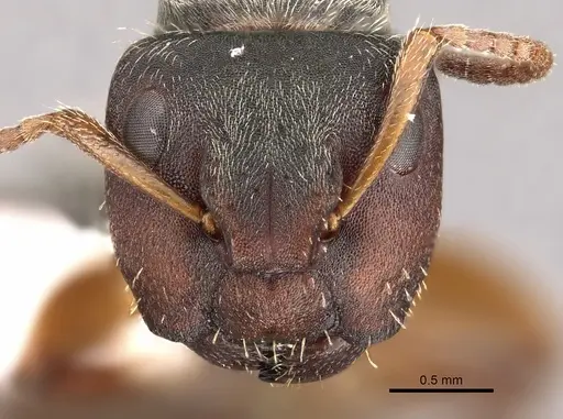 Camponotus mucronatus - CASENT0280144