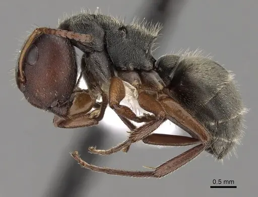 Camponotus mucronatus - CASENT0280144