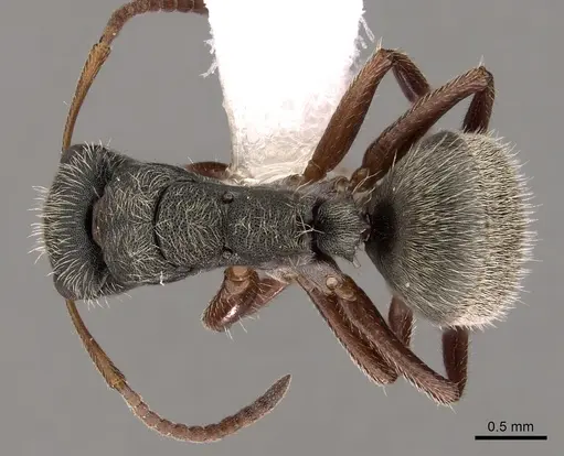 Camponotus mucronatus - CASENT0280145