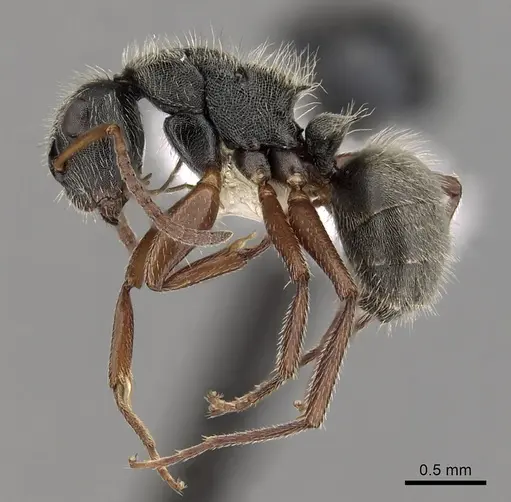 Camponotus mucronatus - CASENT0280145