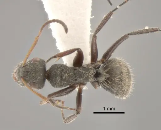 Camponotus mucronatus - CASENT0843568