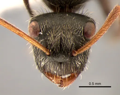 Camponotus mucronatus - CASENT0843568