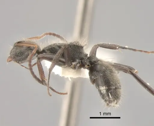 Camponotus mucronatus - CASENT0843568