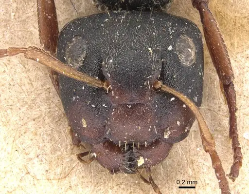 Camponotus mucronatus - CASENT0905529