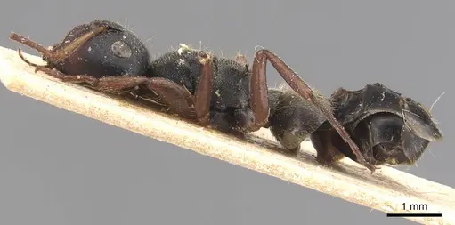 Camponotus mucronatus - CASENT0905529