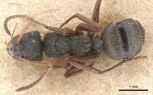 Camponotus mucronatus - CASENT0905530