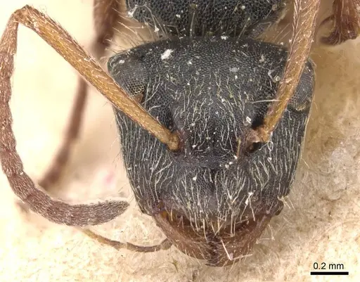 Camponotus mucronatus - CASENT0905530