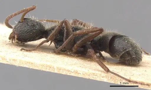 Camponotus mucronatus - CASENT0905530