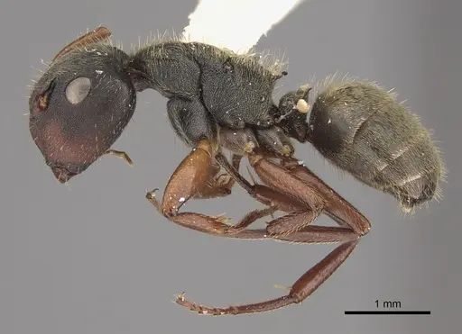 Camponotus mucronatus - CASENT0923543