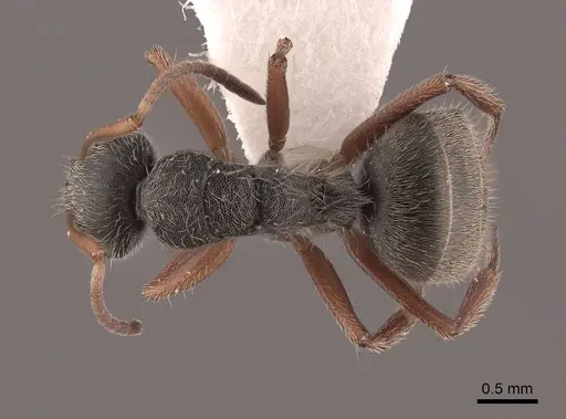 Camponotus mucronatus - FMNHINS0000045819