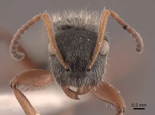 Camponotus mucronatus - FMNHINS0000045819