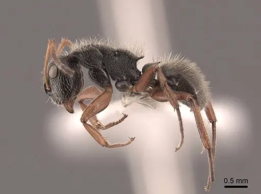 Camponotus mucronatus - FMNHINS0000045819