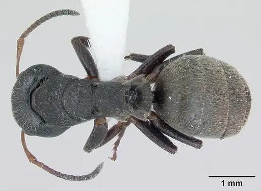 Camponotus mucronatus - INBIOCRI002281066