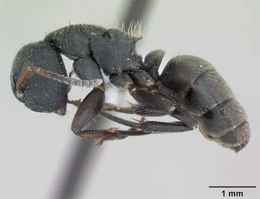 Camponotus mucronatus - INBIOCRI002281066