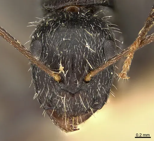 Camponotus mus specimen