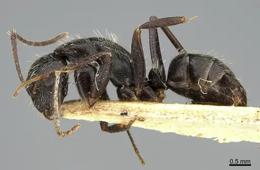 Camponotus mus - ANTWEB1041557