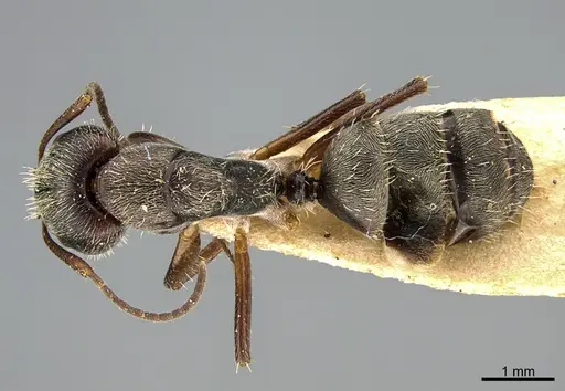 Camponotus mus - ANTWEB1041558