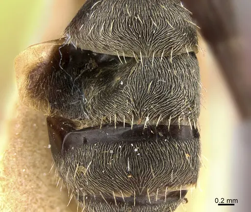 Camponotus mus - ANTWEB1041558