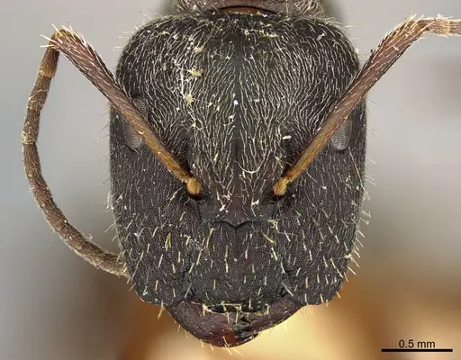 Camponotus mus - ANTWEB1041558