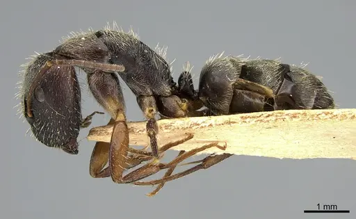 Camponotus mus - ANTWEB1041558