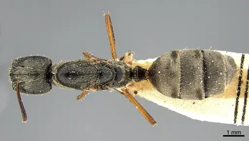 Camponotus mus - ANTWEB1041559