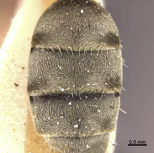 Camponotus mus - ANTWEB1041559