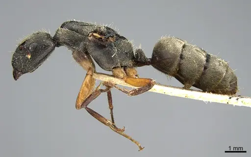 Camponotus mus - ANTWEB1041559