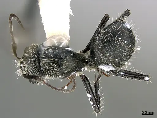 Camponotus mus - ANTWEB1041560
