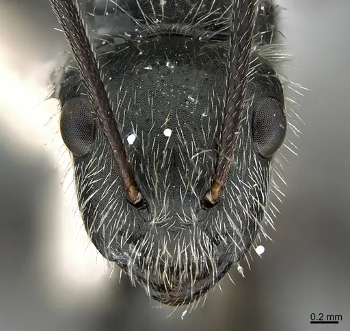 Camponotus mus - ANTWEB1041560