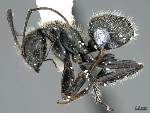 Camponotus mus - ANTWEB1041560