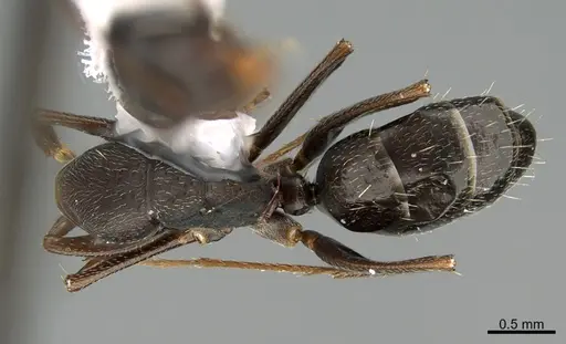 Camponotus mus - ANTWEB1041561