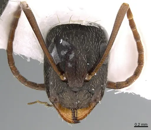 Camponotus mus - ANTWEB1041561