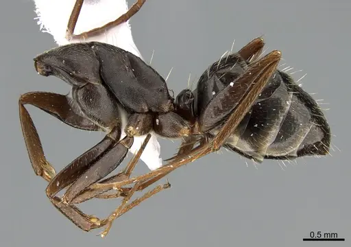 Camponotus mus - ANTWEB1041561