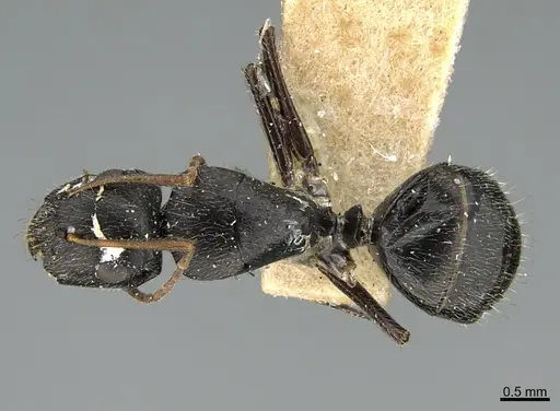 Camponotus mus - ANTWEB1041565