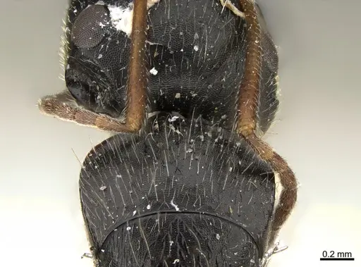 Camponotus mus - ANTWEB1041565