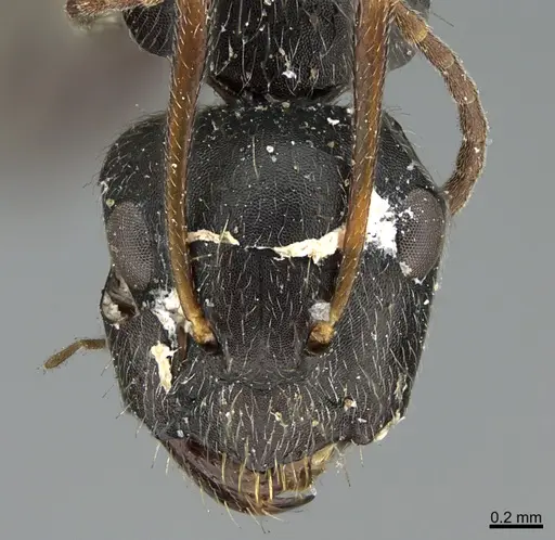 Camponotus mus - ANTWEB1041565