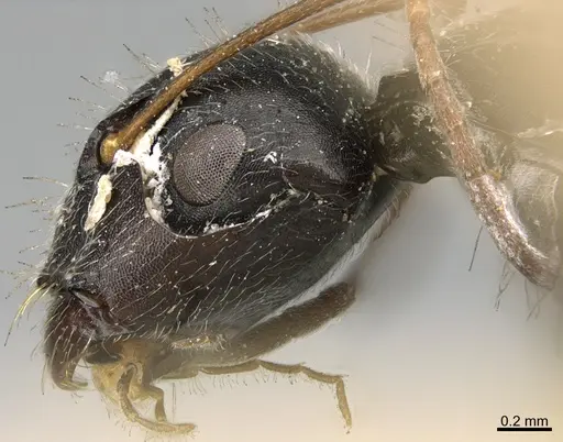 Camponotus mus - ANTWEB1041565