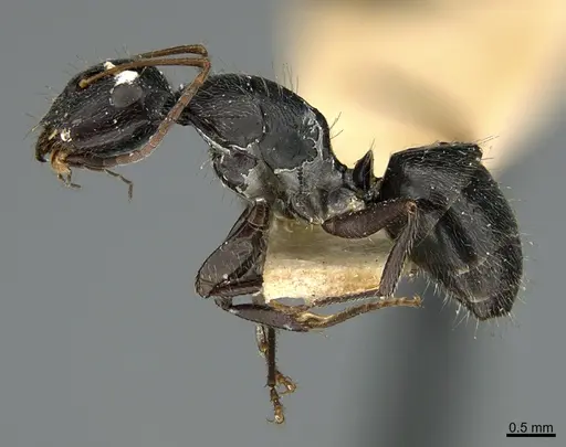 Camponotus mus - ANTWEB1041565