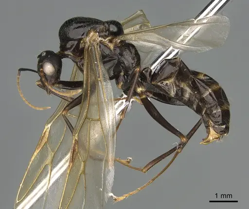 Camponotus mus - CASENT0007584