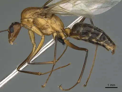 Camponotus mus - CASENT0055465