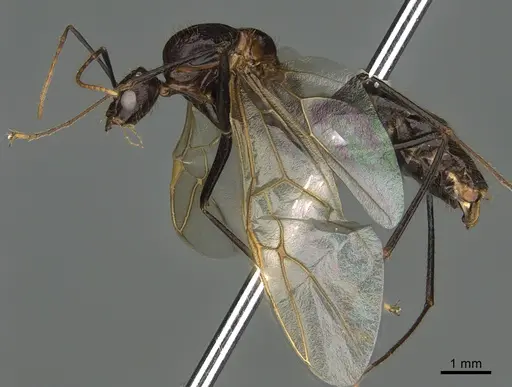 Camponotus mus - CASENT0065733