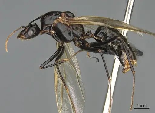 Camponotus mus - CASENT0065865