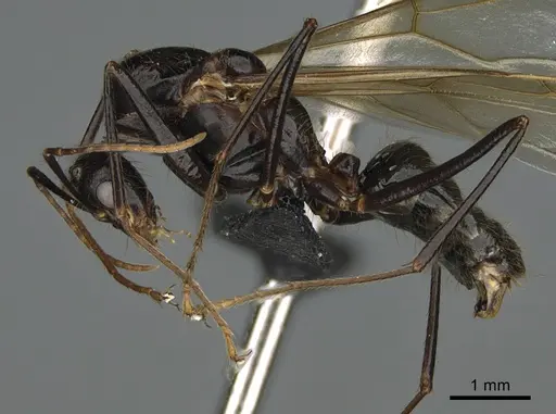 Camponotus mus - CASENT0065939