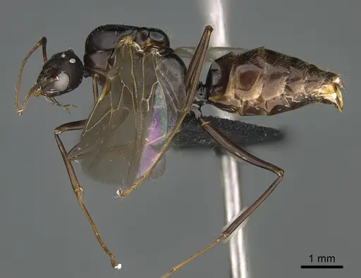Camponotus mus - CASENT0085010