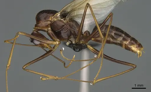 Camponotus mus - CASENT0097148