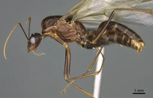Camponotus mus - CASENT0113482
